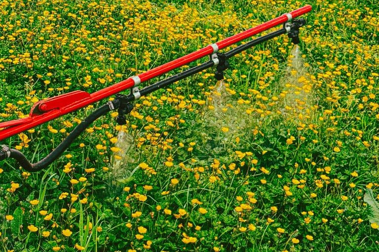 Buttercup spraying