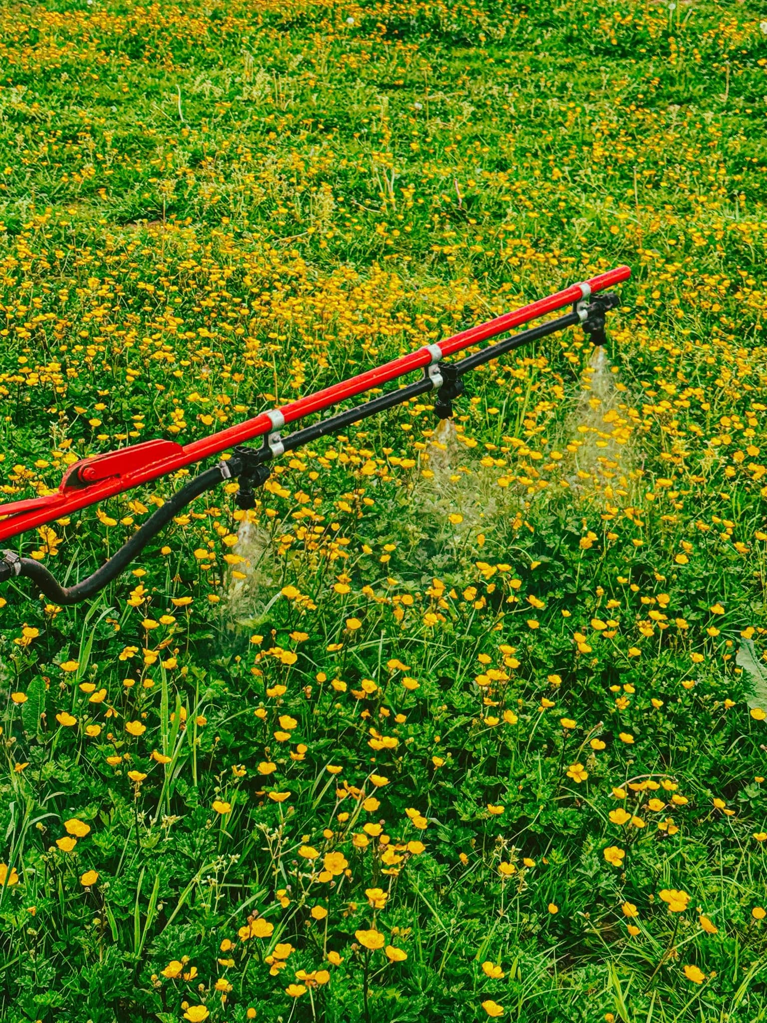 Buttercup spraying