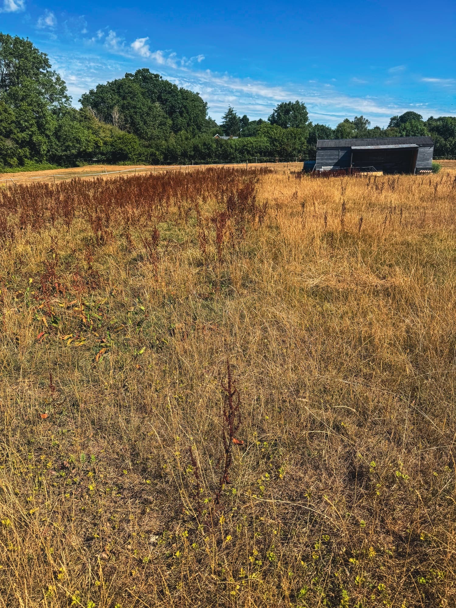 Why Rotavating a Paddock Can Create a Weed Disaster – and How to Prevent It
