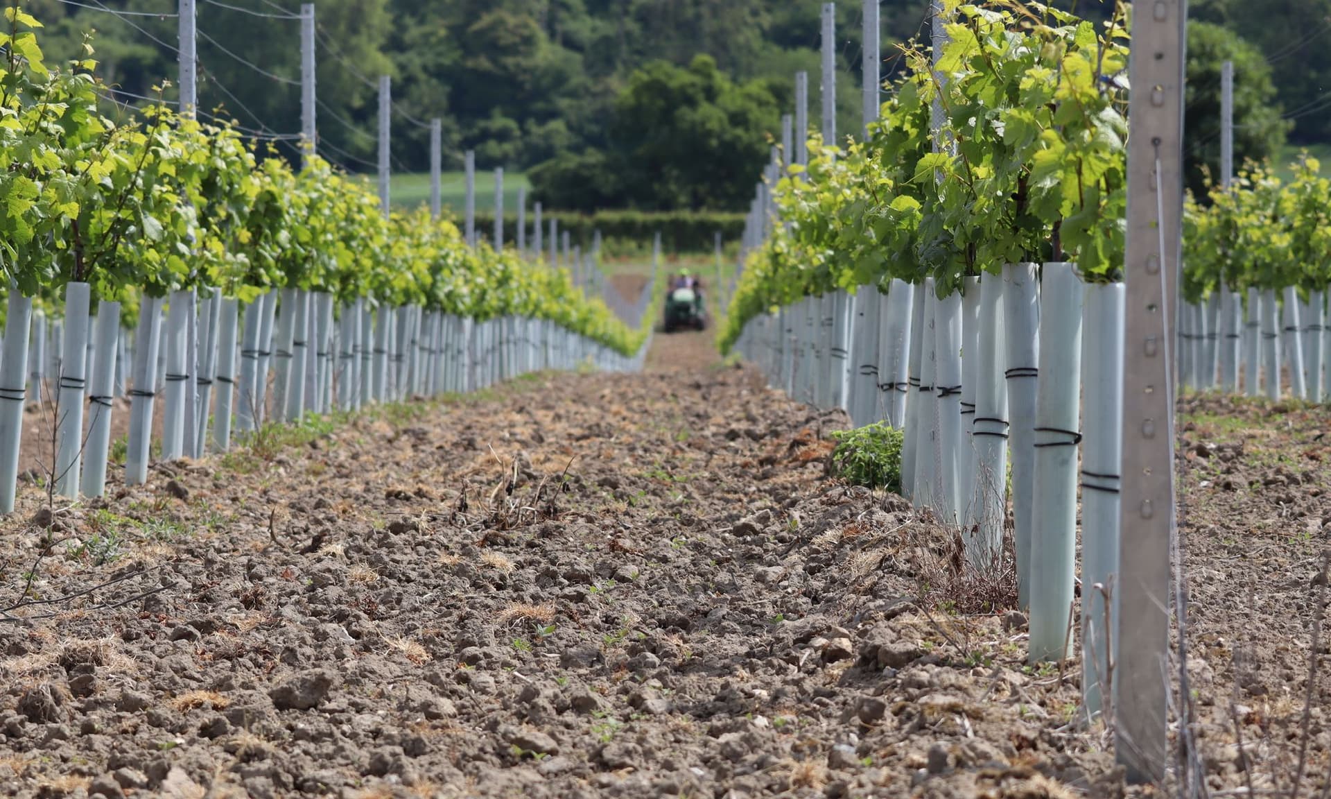 Burcombe Estate Vinery paddock management