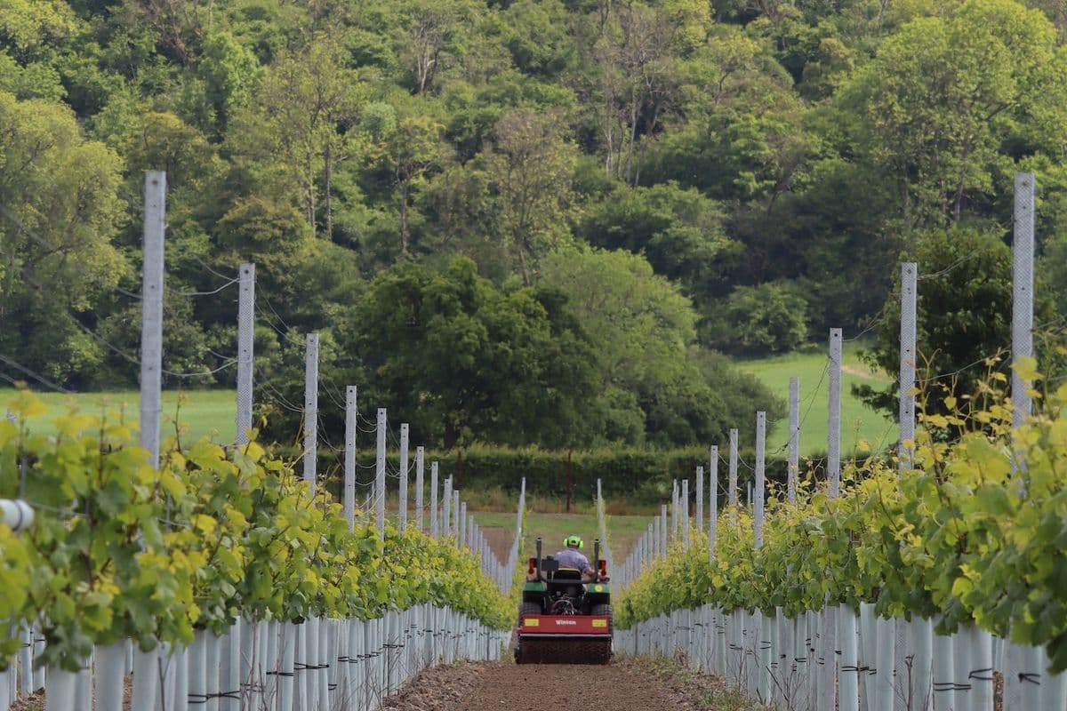 paddock maintenance hampshire Burcombe Estate Vinery