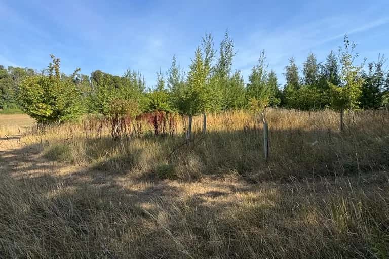 Three acres of overgrown horse paddock in East Meon, waist-high grass and self-seeded saplings in tree guards