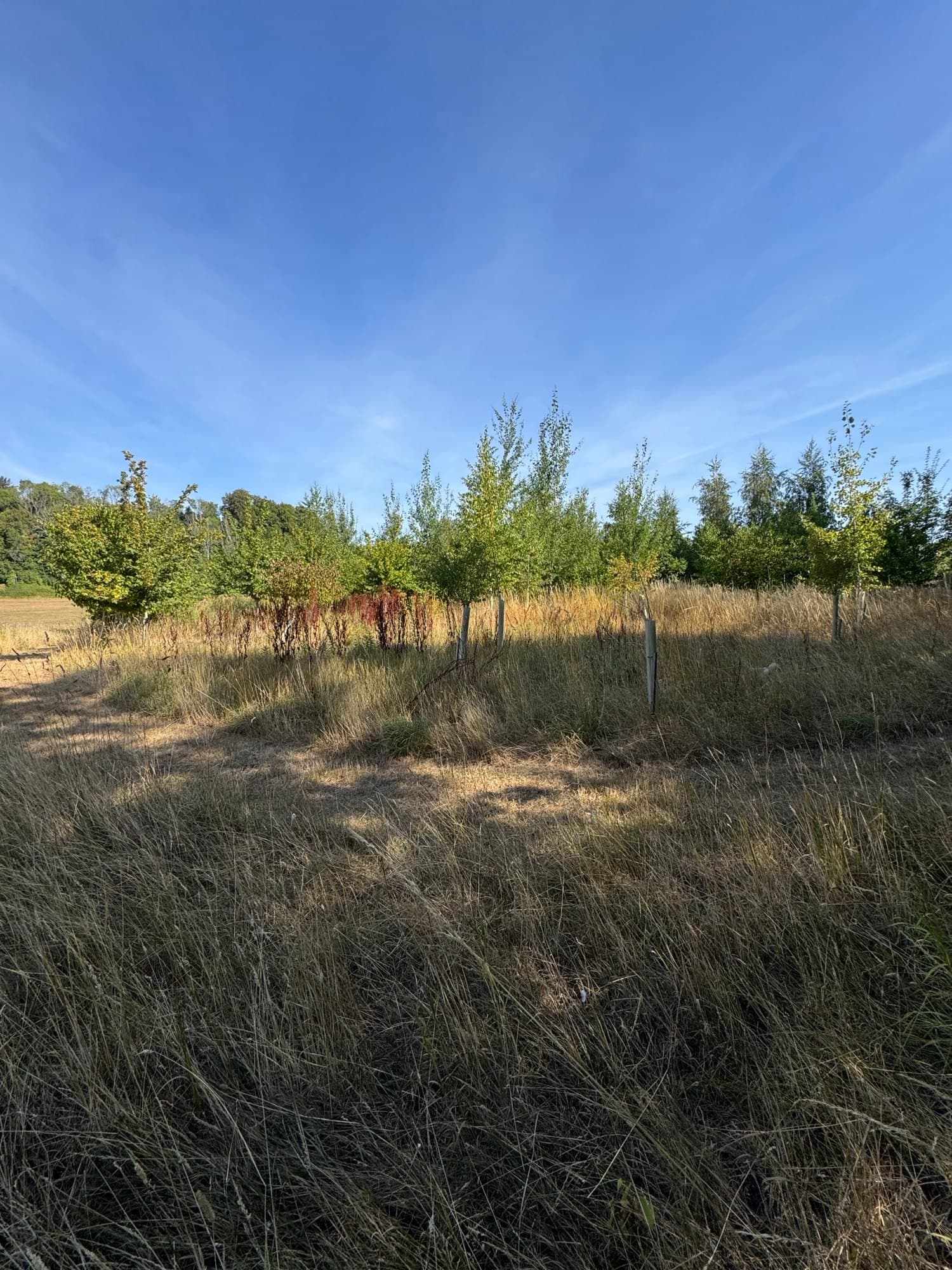 Three acres of overgrown horse paddock in East Meon, waist-high grass and self-seeded saplings in tree guards
